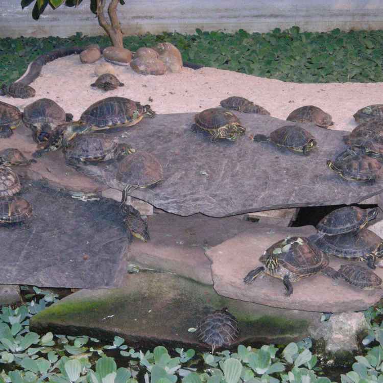 Schildkröten im Wintergarten des Bahnhofs Atocha (Madrid)