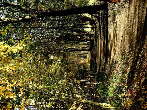 herbstlicher Waldweg am Dechsendorfer Weiher