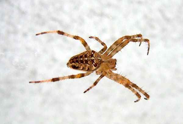 Kreuzspinne auf der Lauer