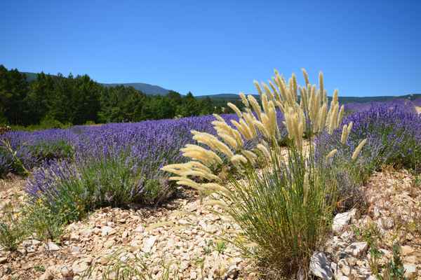 C'est la Provence