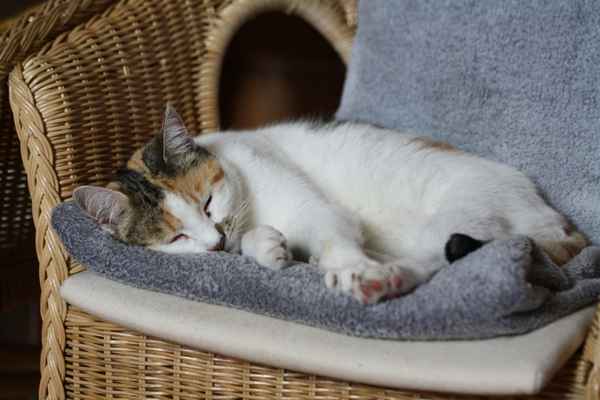 Katze ruht sich aus