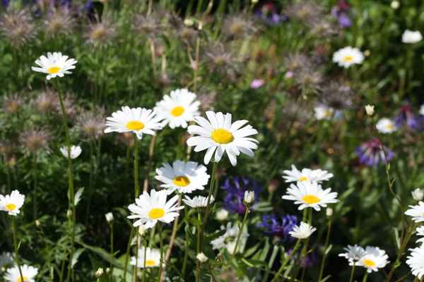 Margeritenblüten