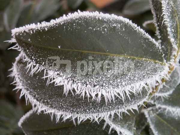 Blatt mit "Eiszähnen"