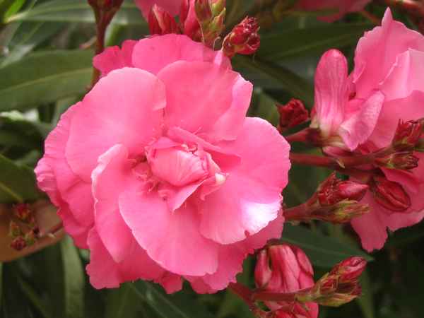 Oleander