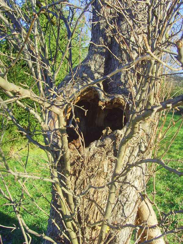 Herzliche Baumgrüße