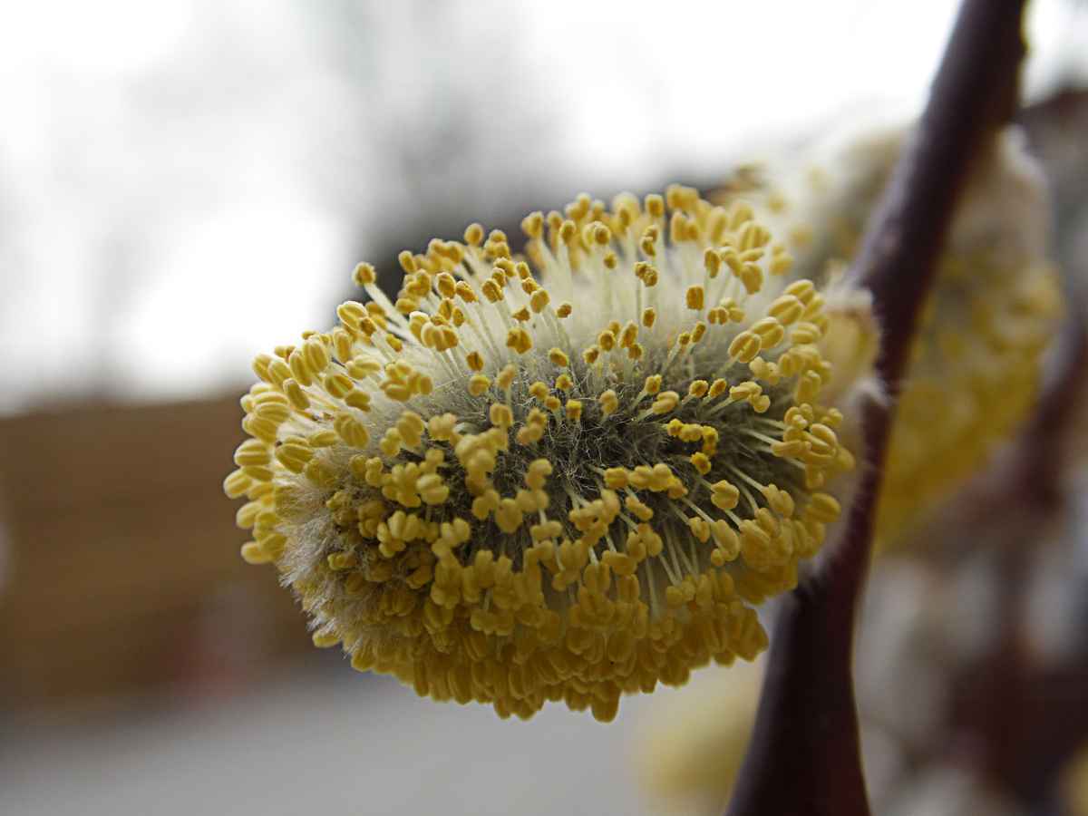 Kätzchenweidenblüte_1