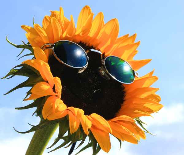 SUNSHINE II