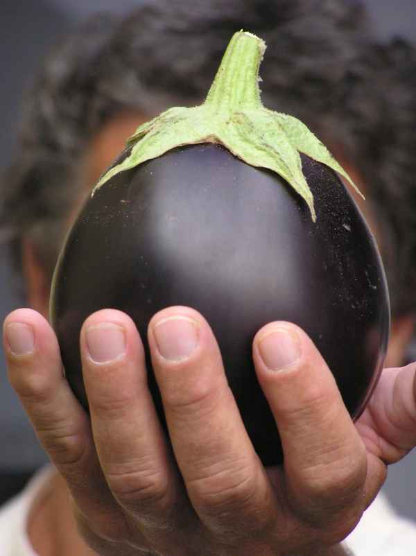 Aubergine