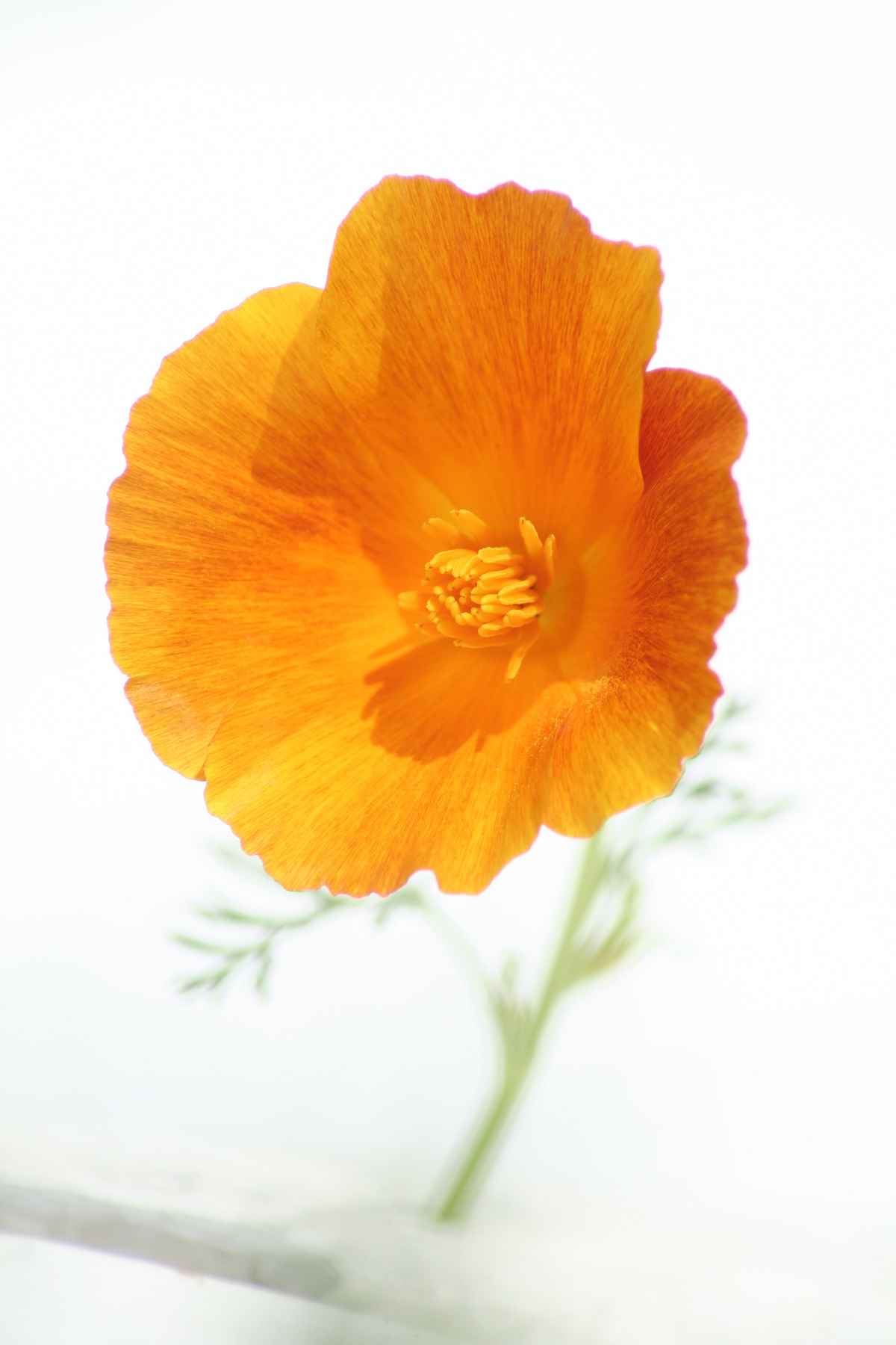 Goldmohn II