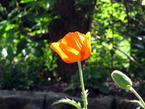 Mohnblume im Gegenlicht