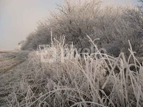 Winter und Raureif 54