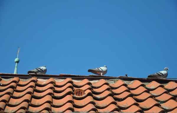 Tauben auf dem Dach