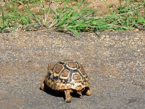 Leopard-Schildkröte überquert die Strasse