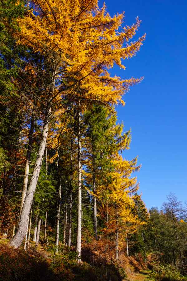 Lärchengold im Herbst