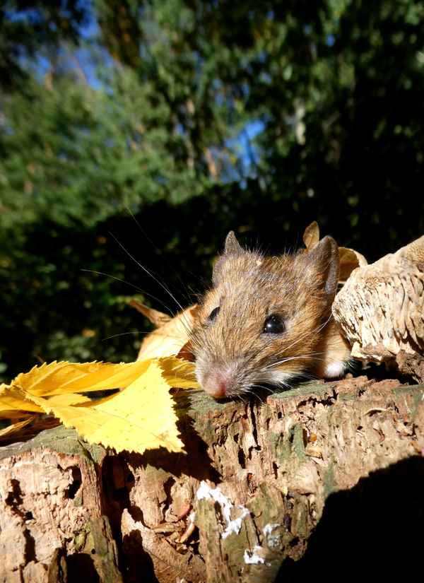 Gartenmaus