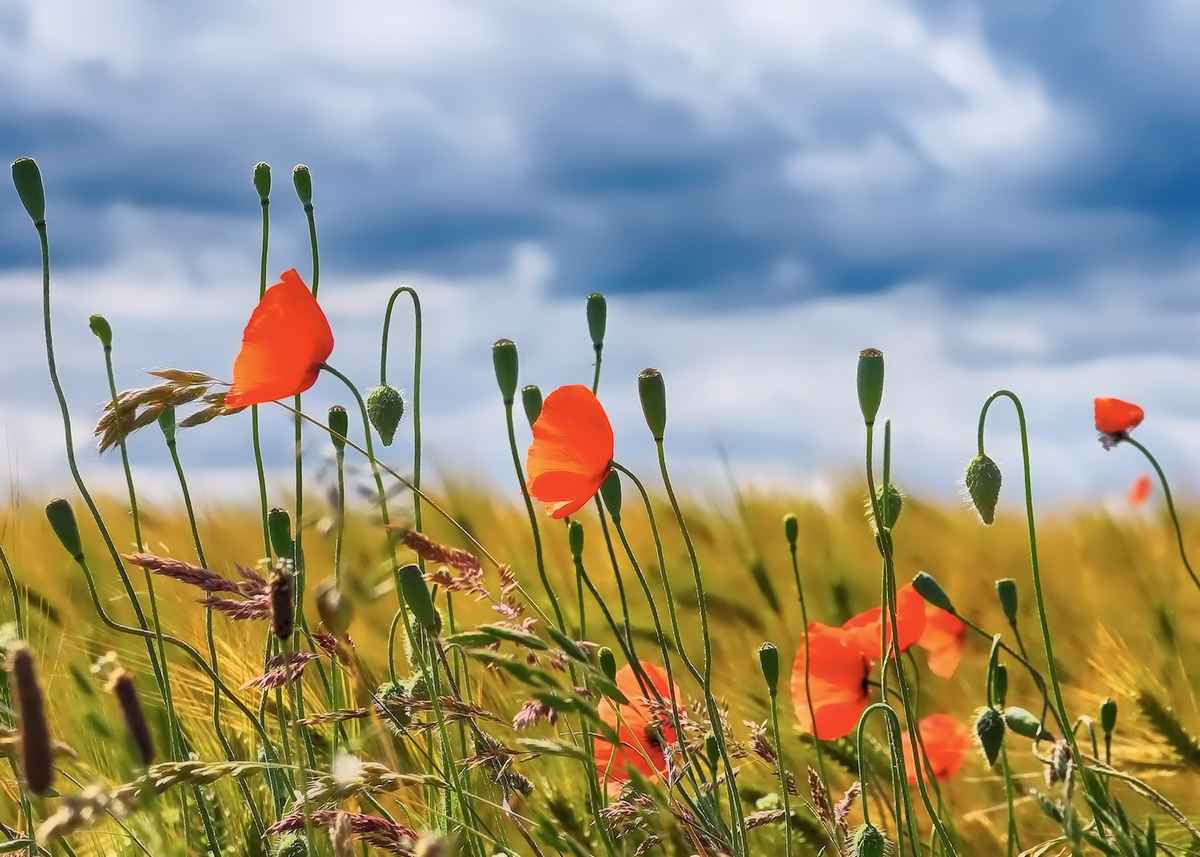 Poppies on field