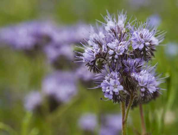Blühende Phacelia (oder Bienenweide)
