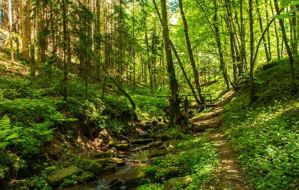 Mitten im Wald