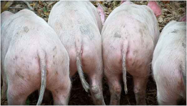 Schweine
