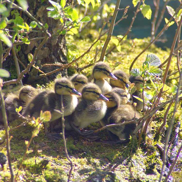 Bevölkerungszuwachs zu Ostern