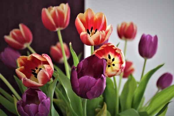 Frühlings-Tulpen