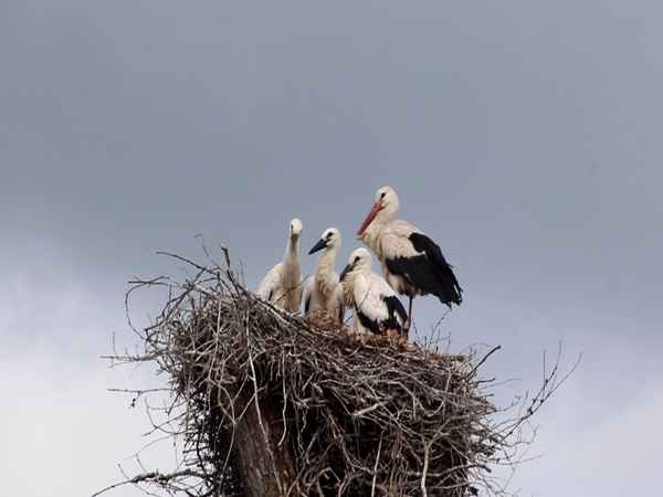 Storchenfamilie