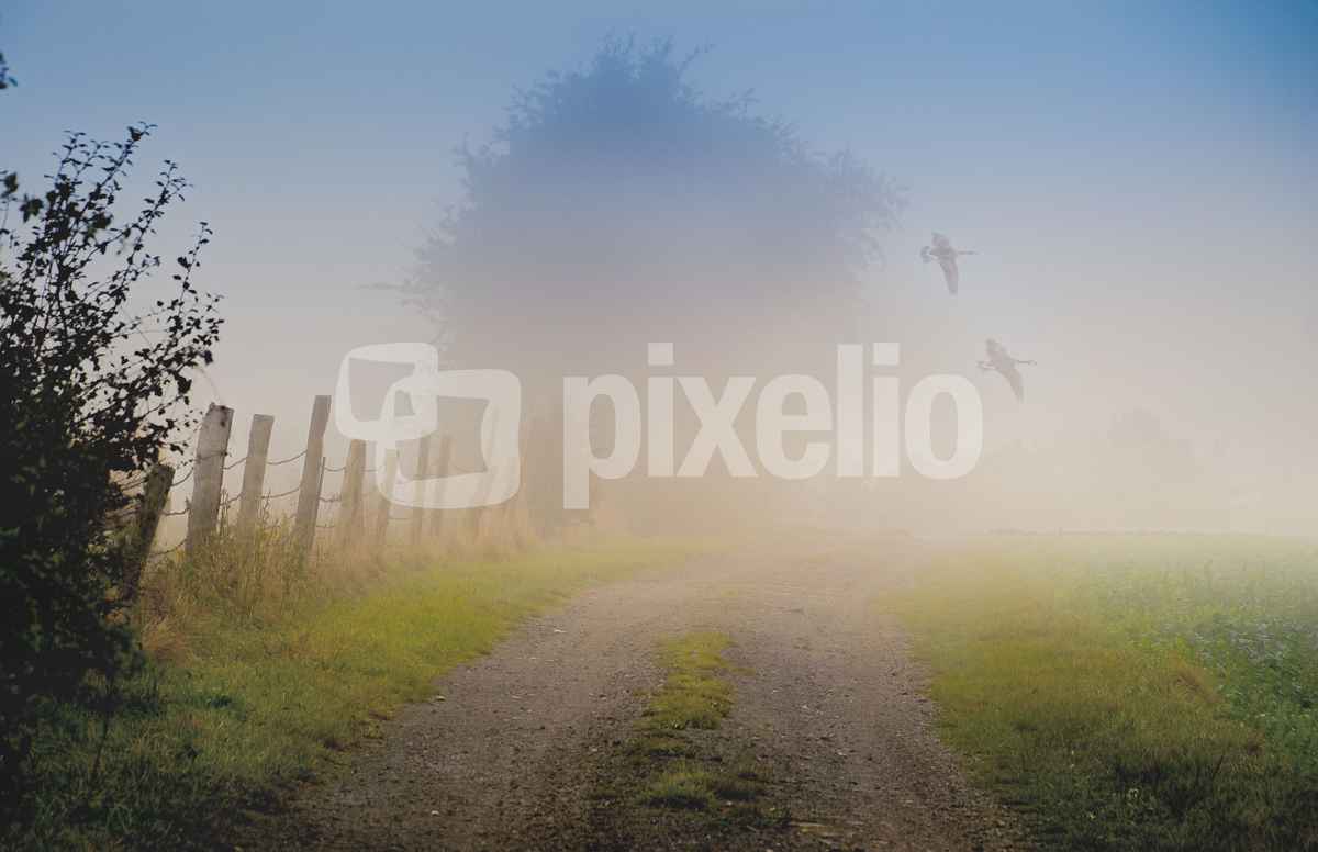Friedliche Morgenidylle mit Nebel & Gänsen