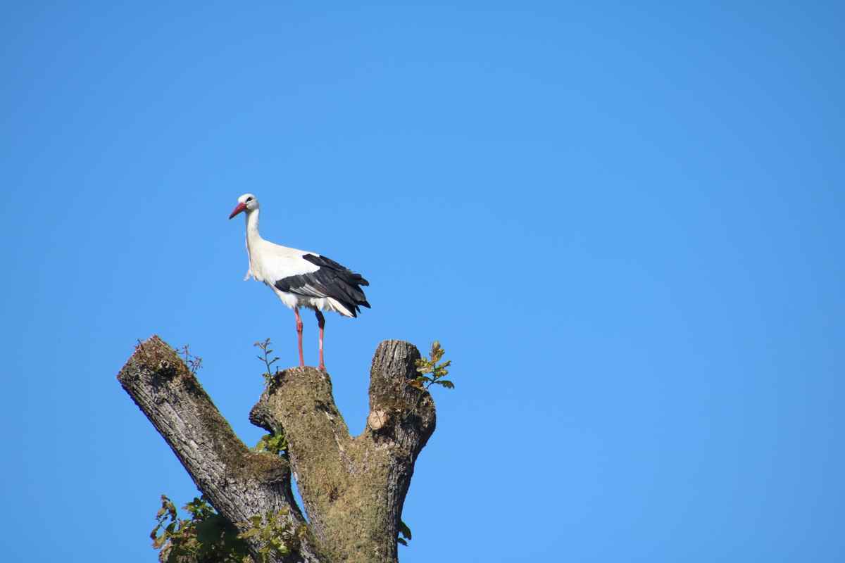 Suche nach dem Partner!