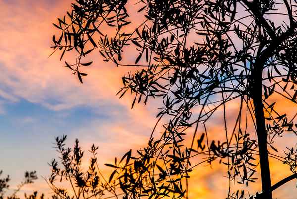 Olivenbaum im Abendrot