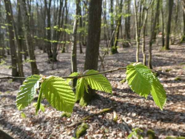 Erstes Buchengrün