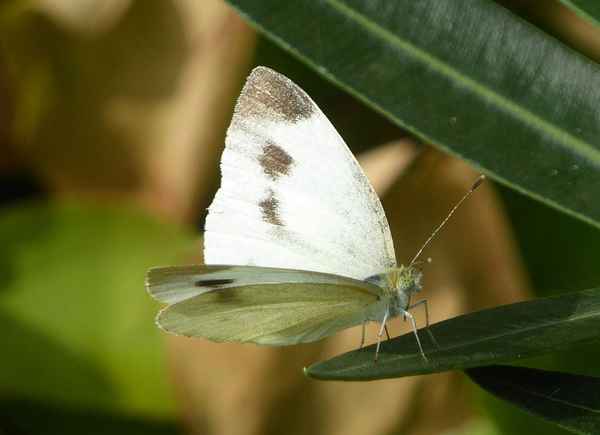 Kohlweißling zu Besuch