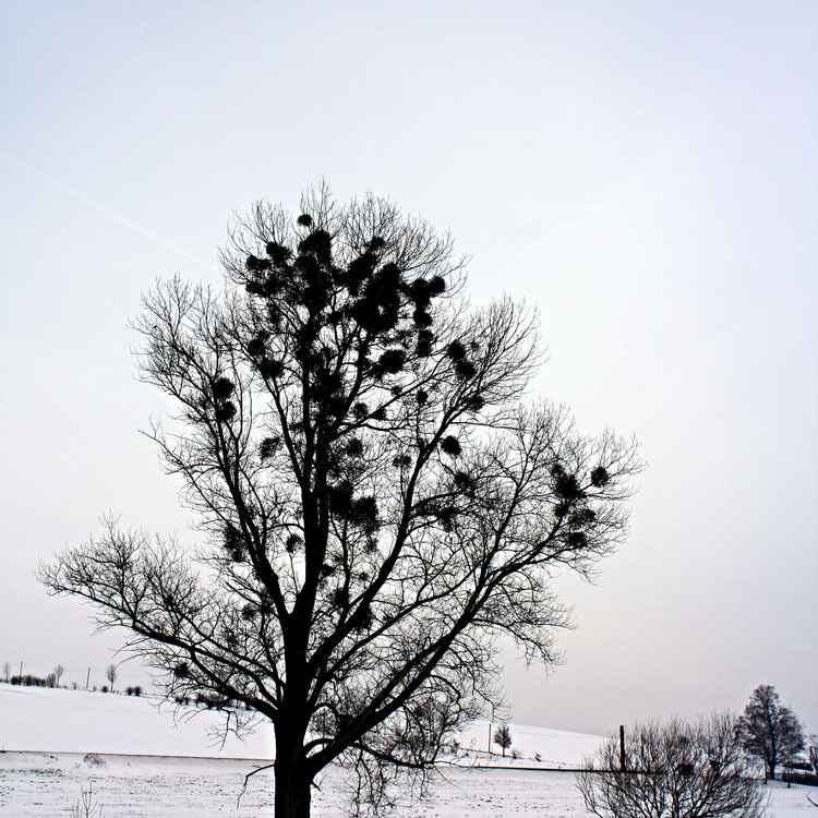 Baum mit Misteln im Winter II