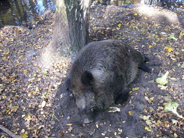 Schläft mit offenen Augen ....