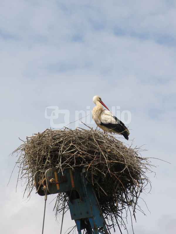 Storchennest