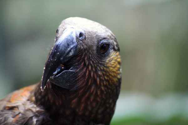 Nochmal der Raubvogel