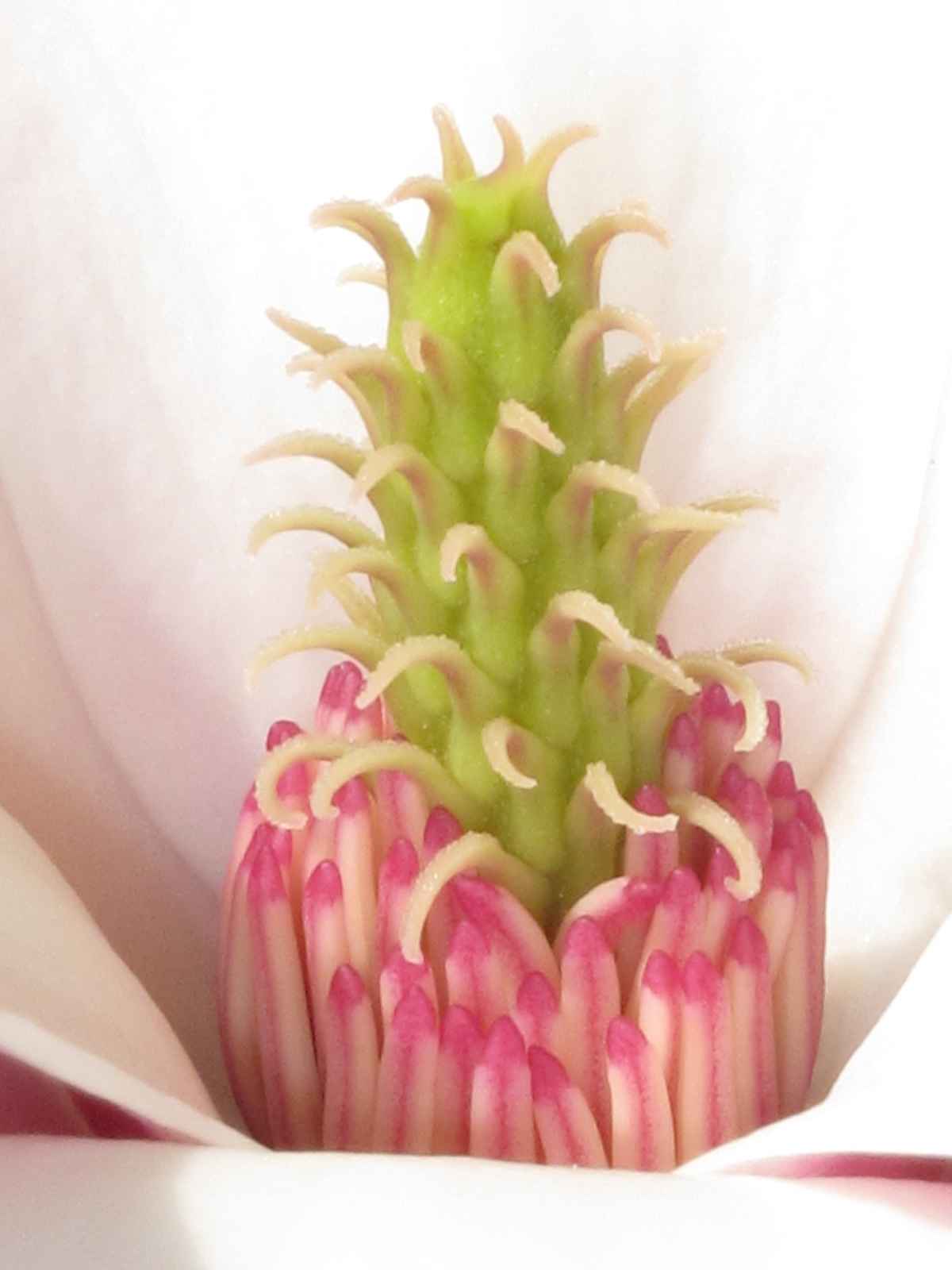 Magnolienblüte im Kloster Wenau, Nahaufnahme