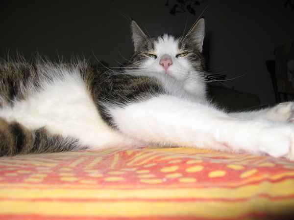 Kuschelking.jpg
