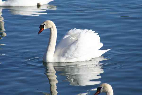 Schwan