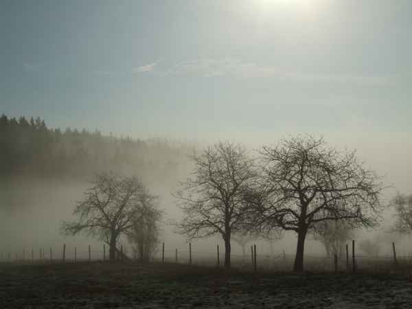 Bäume im Nebel