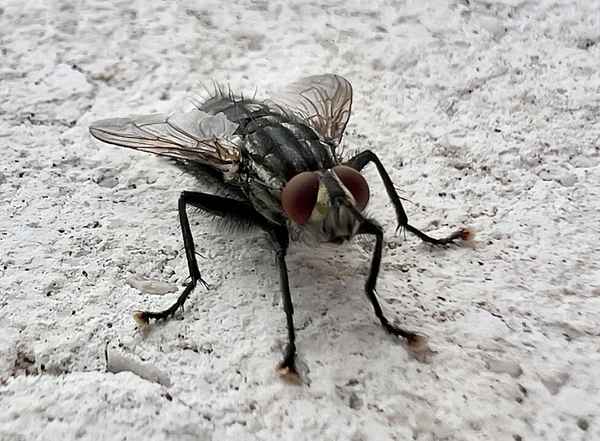graue Fleischfliege kommt groß raus