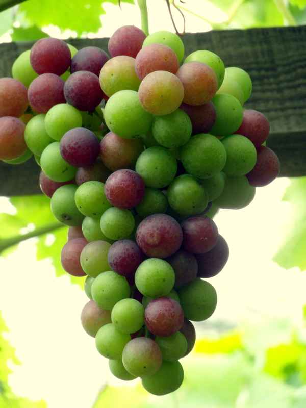 bunte traube