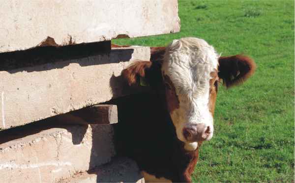 Immer an der Wand lang