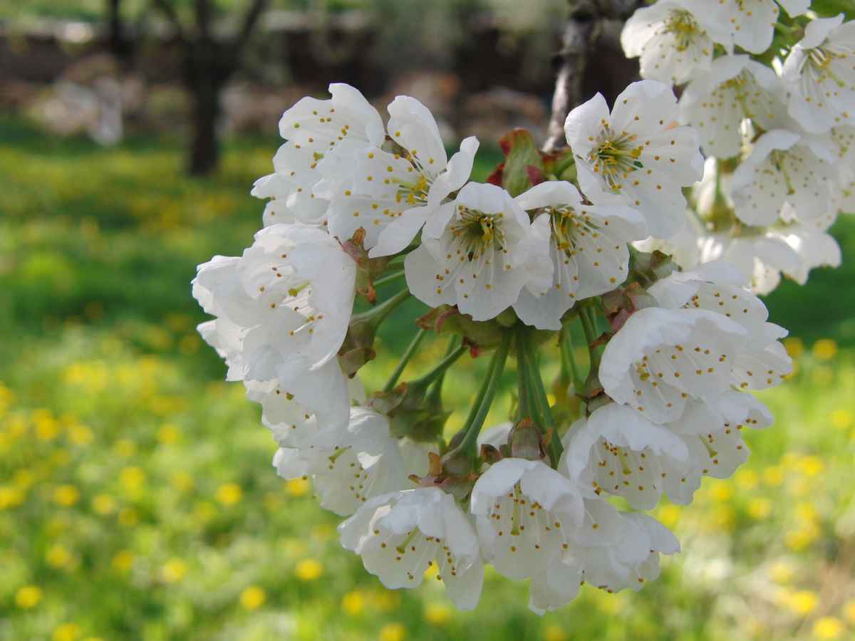 Kirschblüte