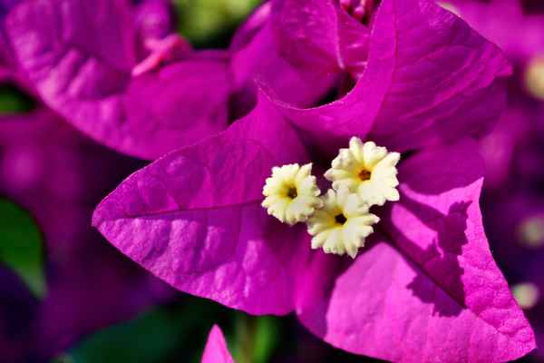 Bougainvillea
