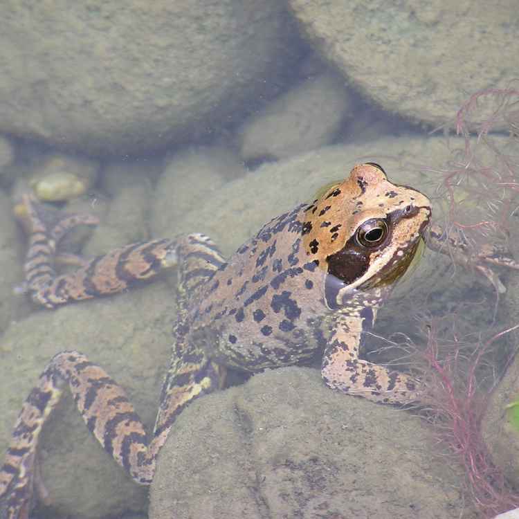 Frosch im Teich