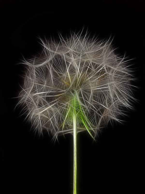 Taraxacum fractalius