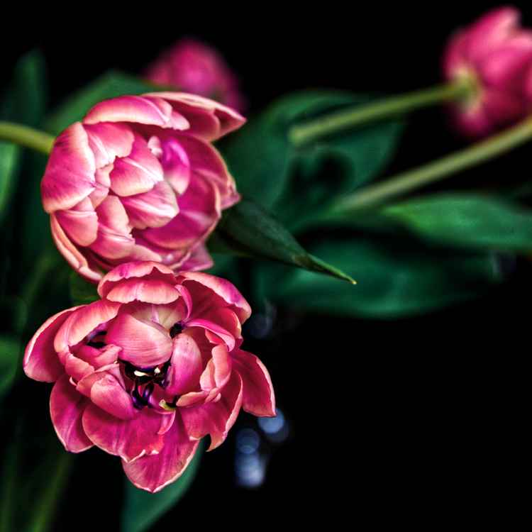 Tulpenstrauss