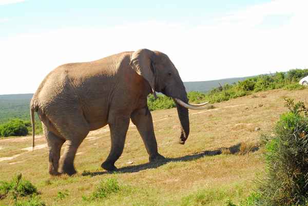 Ein Dickhäuter auf Trab in Südafrika
