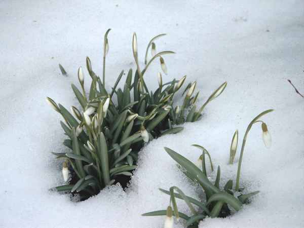 Schneeglöckchen im Schnee