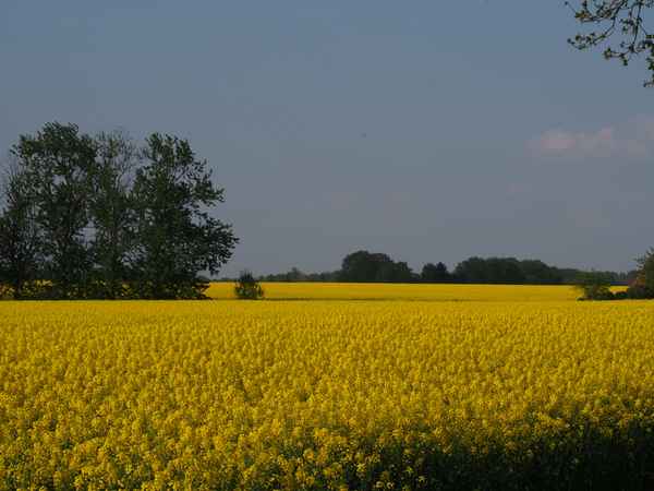 gelb mit grün